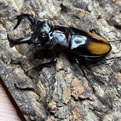 【成虫】 セアカフタマタクワガタ 79mmペアの画像