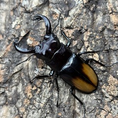 【成虫】 セアカフタマタクワガタ 79mmペア
