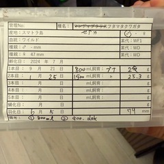 【成虫】 セアカフタマタクワガタ 79mmペアの画像