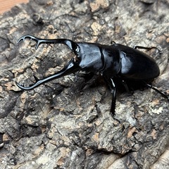 【成虫】ギラファノコギリクワガタの画像