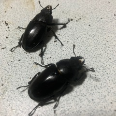 ノコギリクワガタの画像