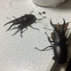 ノコギリクワガタの画像
