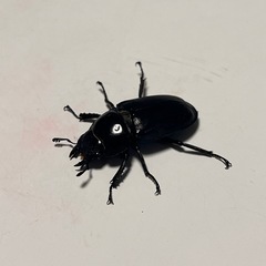 【ペア】パリーシカノコギリクワガタの画像