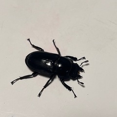 【ペア】パリーシカノコギリクワガタの画像