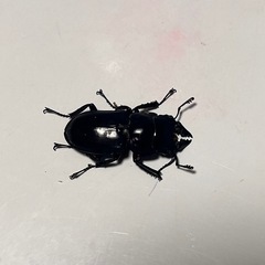 【ペア】パリーシカノコギリクワガタの画像