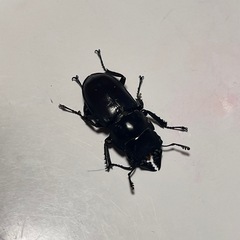 【ペア】パリーシカノコギリクワガタ