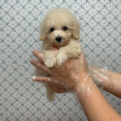 【特典あり‼︎】総額16万円　おっとりまったりさん
