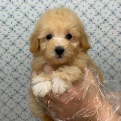 【特典あり‼︎】総額15万円　尻尾ふりふり甘えん坊さん