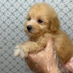 【特典あり‼︎】総額15万円　尻尾ふりふり甘えん坊さん - ペット