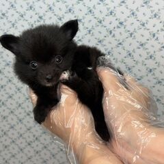 【特典あり‼︎】総額16万円　小さいチビくまさん