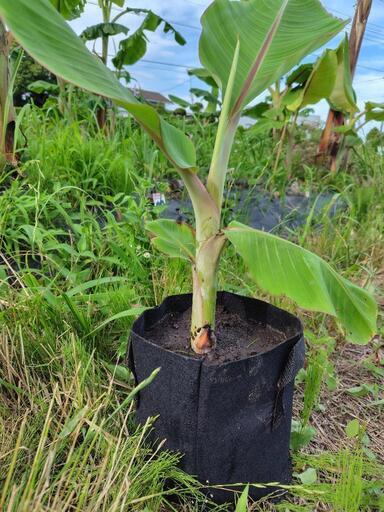 耐寒性ムサドワーフナムアのバナナ苗 (One) 八積の家庭用品