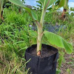 耐寒性ムサドワーフナムアのバナナ苗