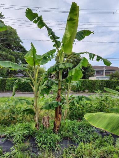 耐寒性ムサドワーフナムアのバナナ苗 (One) 八積の家庭用品