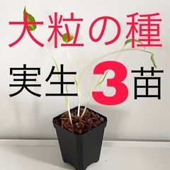 大粒のモンステラデリシオーサの種から生育した実生です！3苗（株）⑨