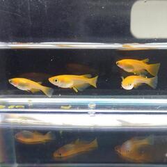 紅帝　4匹　メダカ・改良メダカの画像