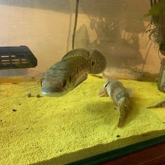 フラワートーマン
の画像