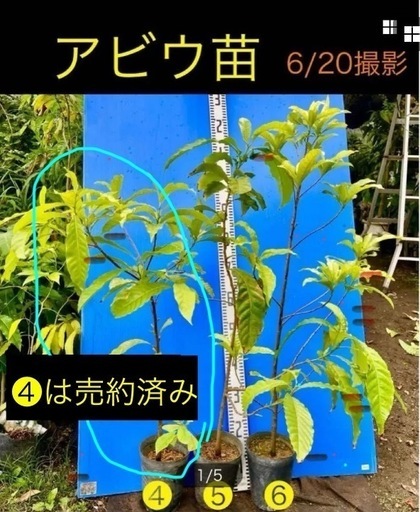 アビウ苗　特選1本