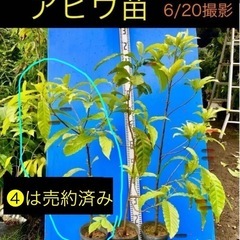 アビウ苗　特選1本の画像