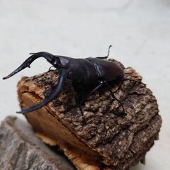 ノコギリ大型水牛64mmペアの画像