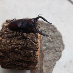 ノコギリ大型水牛64mmペアの画像