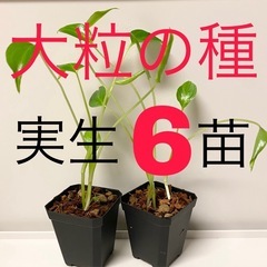 大粒のモンステラデリシオーサの種から生育した実生 6苗（株）②