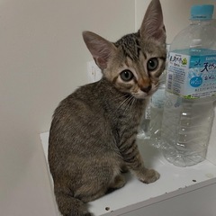 可愛い猫又しっぽのベーグルちゃん