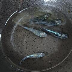 ★めだか〜墨武（ボブ）オス2・メス3　産卵開始