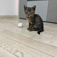 2ヶ月の男の子（代理投稿）