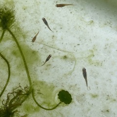 メダカ幼魚20匹の画像