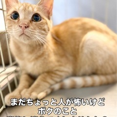 ちょっとオドオドした可愛い男の子 - 猫