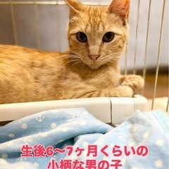 ちょっとオドオドした可愛い男の子 - 福岡市