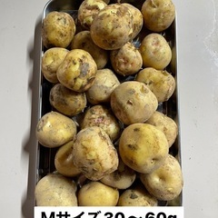 きたあかり新じゃがの画像