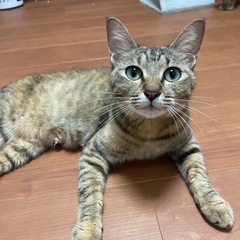 お外で子育て頑張ってきた美人なきゃばちゃん
