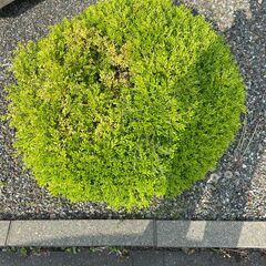 庭つげの木の画像