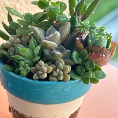 ミニ多肉寄せ植え