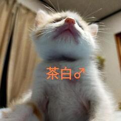 家族にしてください