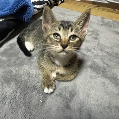 子猫2匹の里親募集