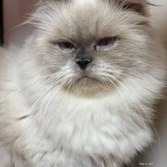 ヒマラヤン