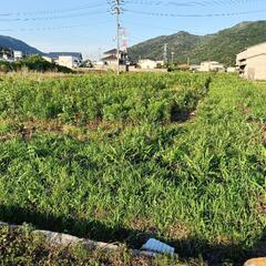 急募!!畑作業のお手伝い!! − 岡山県