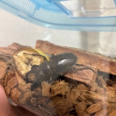ミヤマクワガタの画像
