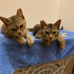 ★里親様✨募集致します★推定1歳兄妹🐱ボク君＆チコちゃん※6/2...
