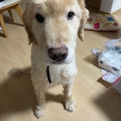 ゴールデンレトリバー