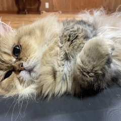 里親になっていただける方募集します
