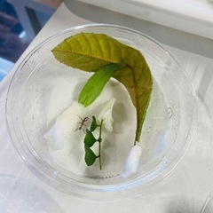 ナナフシベビー （Hesperophasma sp.）2匹セットの画像