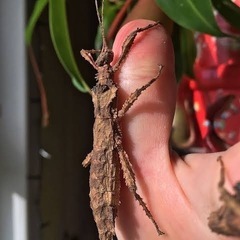 ナナフシベビー （Hesperophasma sp.）2匹セットの画像