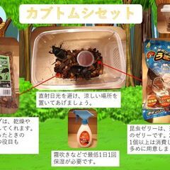 羽化して元気なカブトムシセット(7/13まで)初回の方1セット限定500円です！の画像