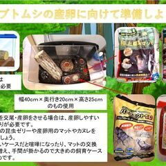 羽化して元気なカブトムシセット(7/13まで)初回の方1セット限定500円です！の画像
