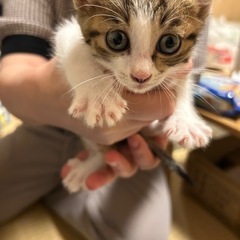 キジ白　やんちゃで可愛い　オス　2ヶ月
