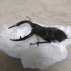 ノコギリクワガタ