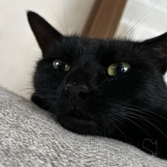 猫を探してます - 鳥栖市